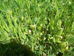 Tripodion tetraphyllum