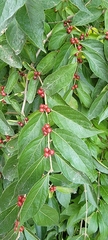 Lonicera