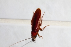Pseudoderopeltis