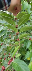 Lonicera