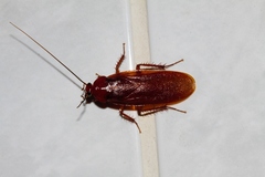 Pseudoderopeltis