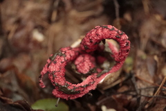 Clathrus archeri