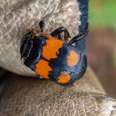 Nicrophorus vespilloides