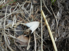 Udea austriacalis