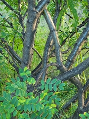 Caragana arborescens