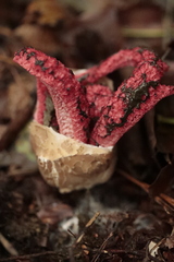 Clathrus archeri