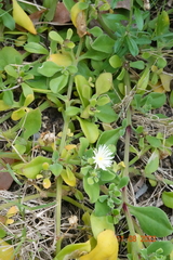 Mesembryanthemum aitonis