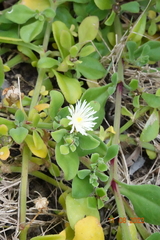 Mesembryanthemum aitonis