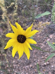 Helianthus petiolaris