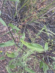 Helianthus petiolaris