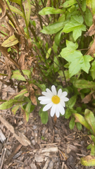 Leucanthemum maximum