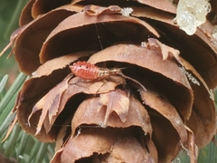 Leptoglossus occidentalis