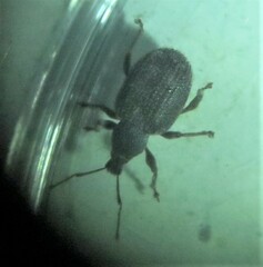 Otiorhynchus rugosostriatus