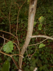 Ulmus