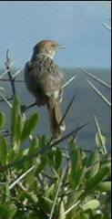 Cisticola tinniens