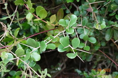 Dovyalis rotundifolia