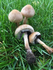 Lacrymaria lacrymabunda