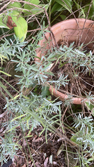 Lavandula angustifolia