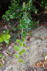 Dovyalis rotundifolia