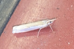 Crambus praefectellus