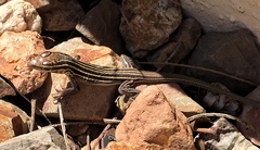 Aspidoscelis uniparens