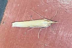 Crambus praefectellus