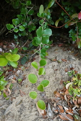 Dovyalis rotundifolia