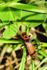 Cantharis coronata