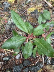 Arbutus