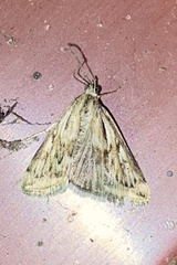 Loxostege cereralis