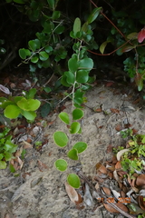 Dovyalis rotundifolia