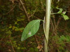 Lonicera