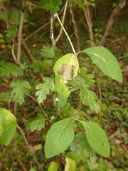 Lonicera