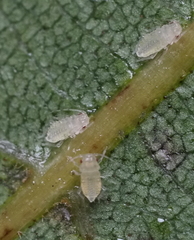 Monellia caryella