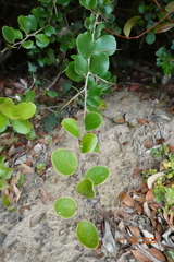 Dovyalis rotundifolia