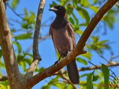 Cyanocorax cyanomelas