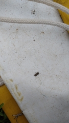 Heterogaster urticae
