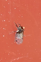 Cixius stigmatus