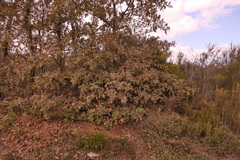 Quercus pyrenaica