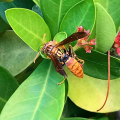 Polistes jokahamae