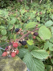 Rubus fruticosus