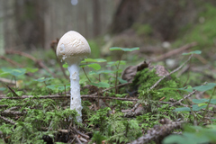 Amanita virosa