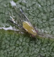 Monellia caryella