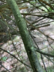 Viburnum