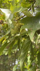 Liquidambar formosana