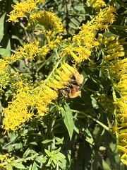 Melissodes dentiventris