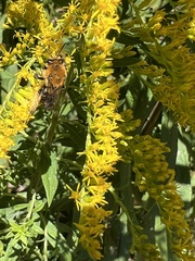 Melissodes dentiventris