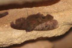 Speiredonia spectans