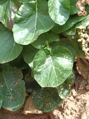 Barbarea vulgaris