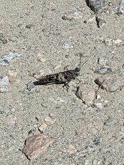 Trimerotropis verruculata